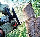 Best Firewood Processing and Delivery  in Ames Lake, WA