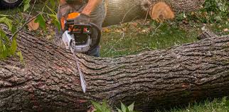 Best Tree Trimming and Pruning  in Ames Lake, WA