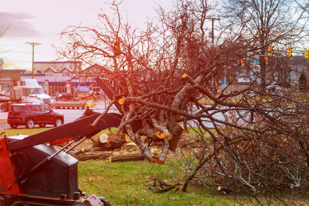 Best Tree Health Inspection  in Ames Lake, WA