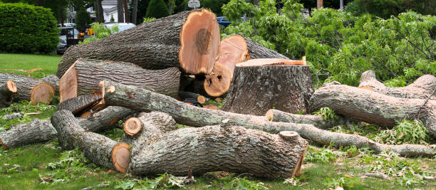 How Our Tree Care Process Works  in  Ames Lake, WA