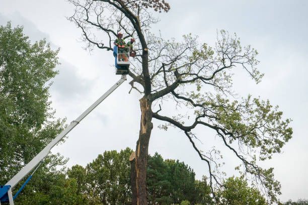 Best Tree Disease Treatment  in Ames Lake, WA