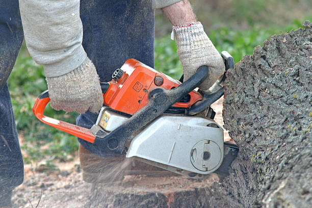 Best Lawn Disease Treatment  in Ames Lake, WA