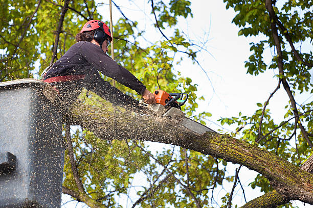 Best Tree Mulching  in Ames Lake, WA