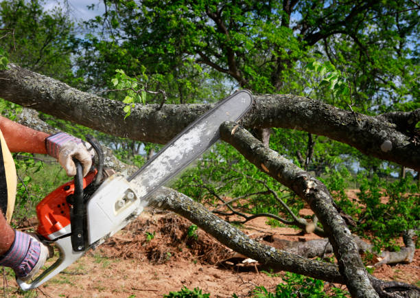 Best Utility Line Clearance  in Ames Lake, WA