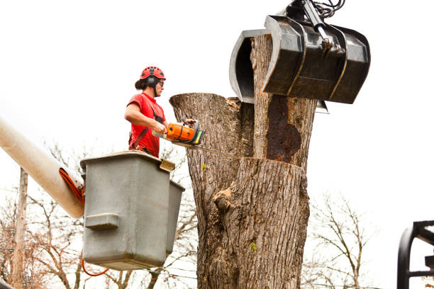 Best Commercial Tree Services  in Ames Lake, WA